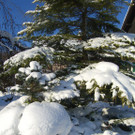 12.12.2012: Aktuelle Schneebilder