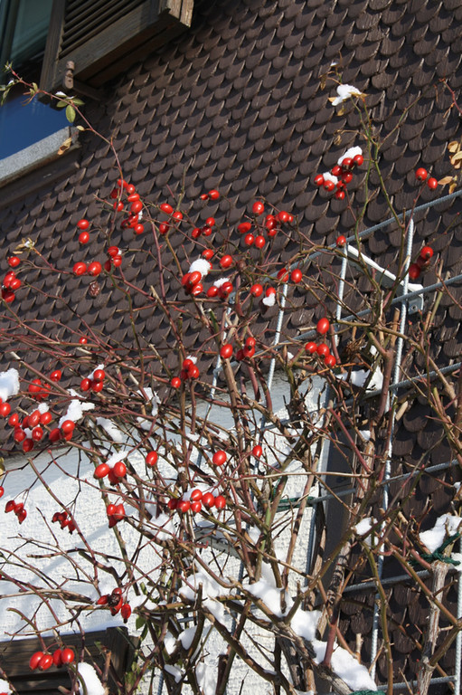 IMG_1811_jpg-1355327109