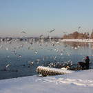 Winterlandschaft Hard 113_JPG-1355335257