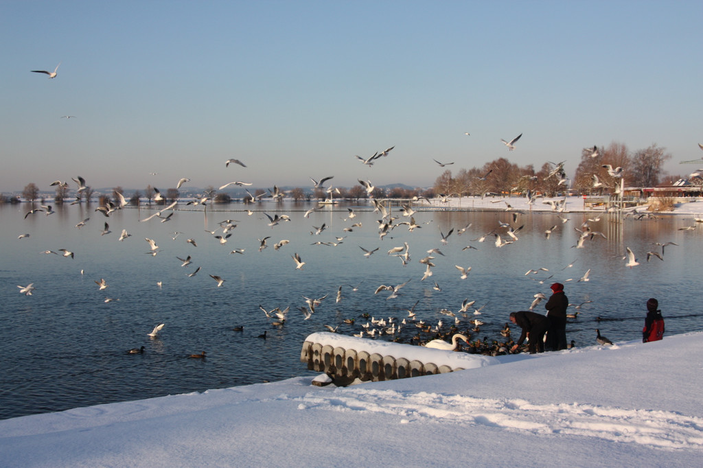 Winterlandschaft Hard 113_JPG-1355335257