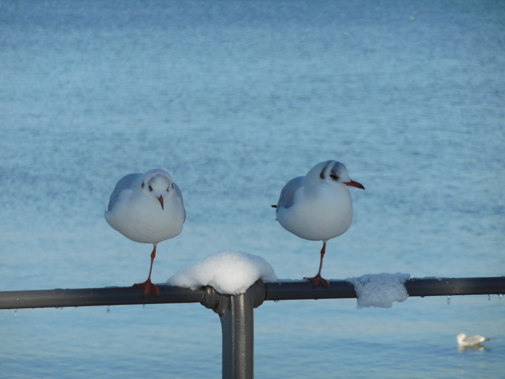 DSCN3047_JPG-1355340035