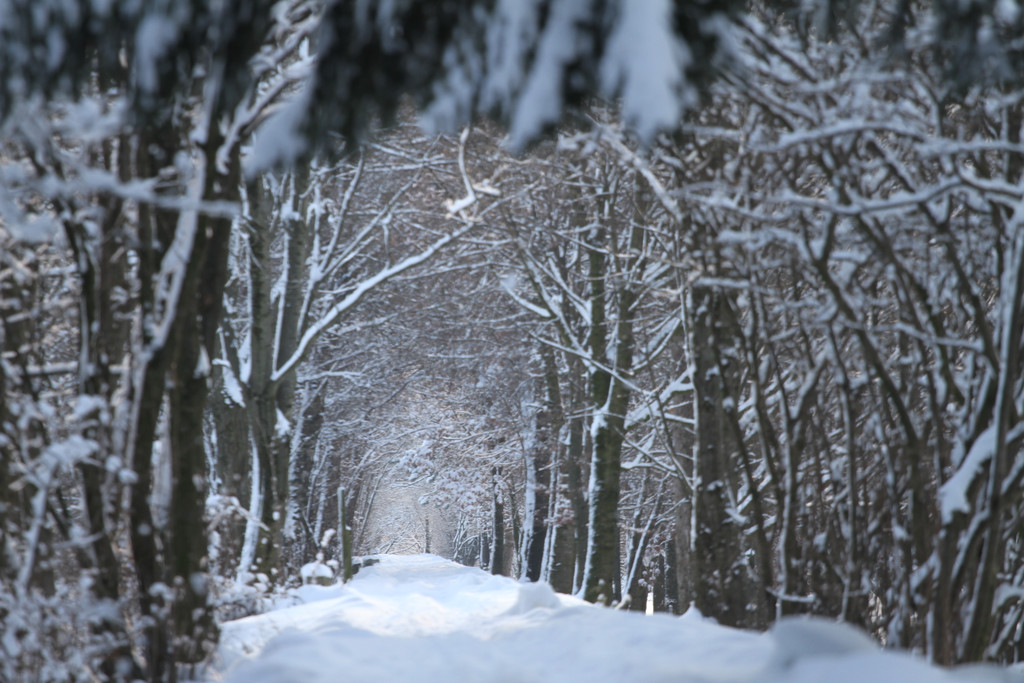 AlterRhein_2012-12-12 _15__JPG-1355346465