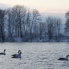 AlterRhein_2012-12-12 _2__JPG-1355346524