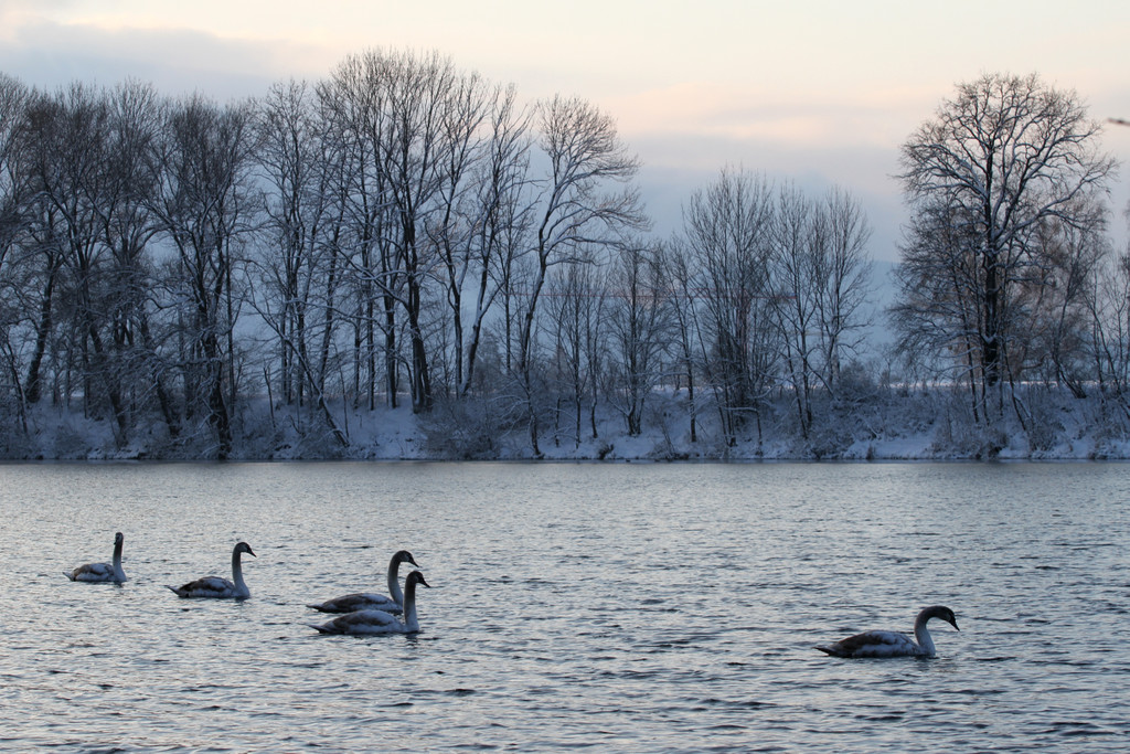 AlterRhein_2012-12-12 _2__JPG-1355346524