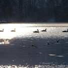 AlterRhein_2012-12-12 _6__JPG-1355346614