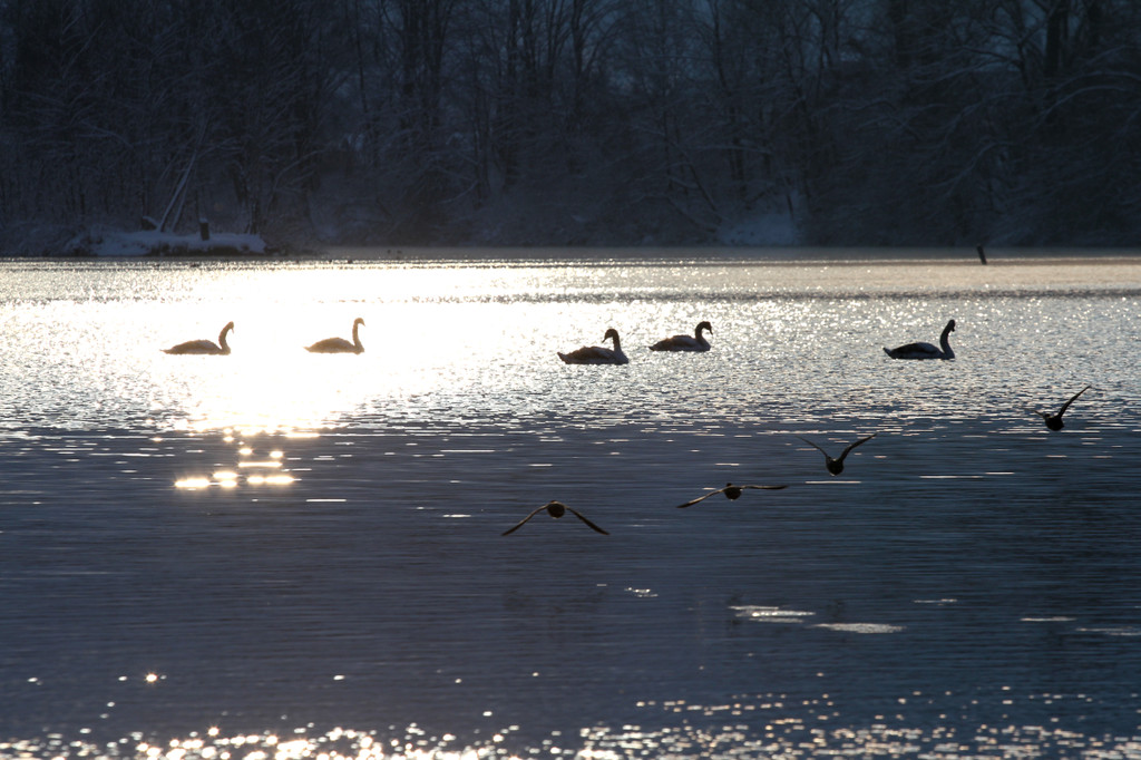 AlterRhein_2012-12-12 _6__JPG-1355346614