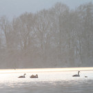 AlterRhein_2012-12-12 _7__JPG-1355346642