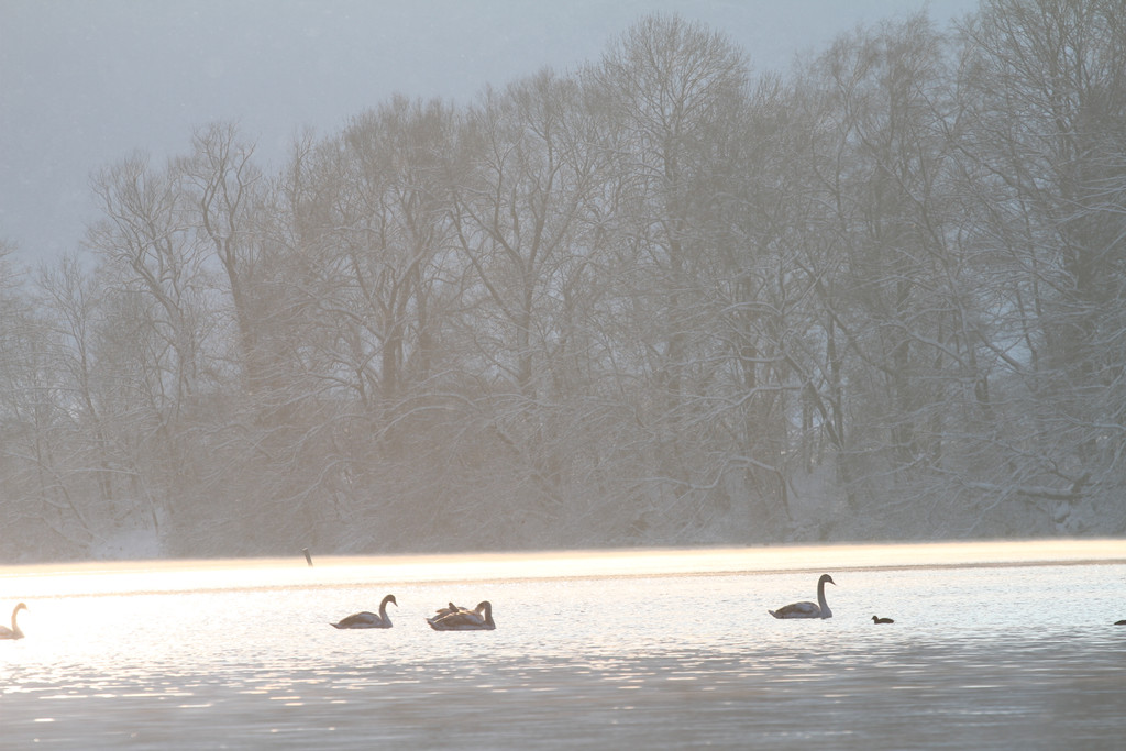AlterRhein_2012-12-12 _7__JPG-1355346642