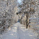 AlterRhein_2012-12-12 _8__JPG-1355346682