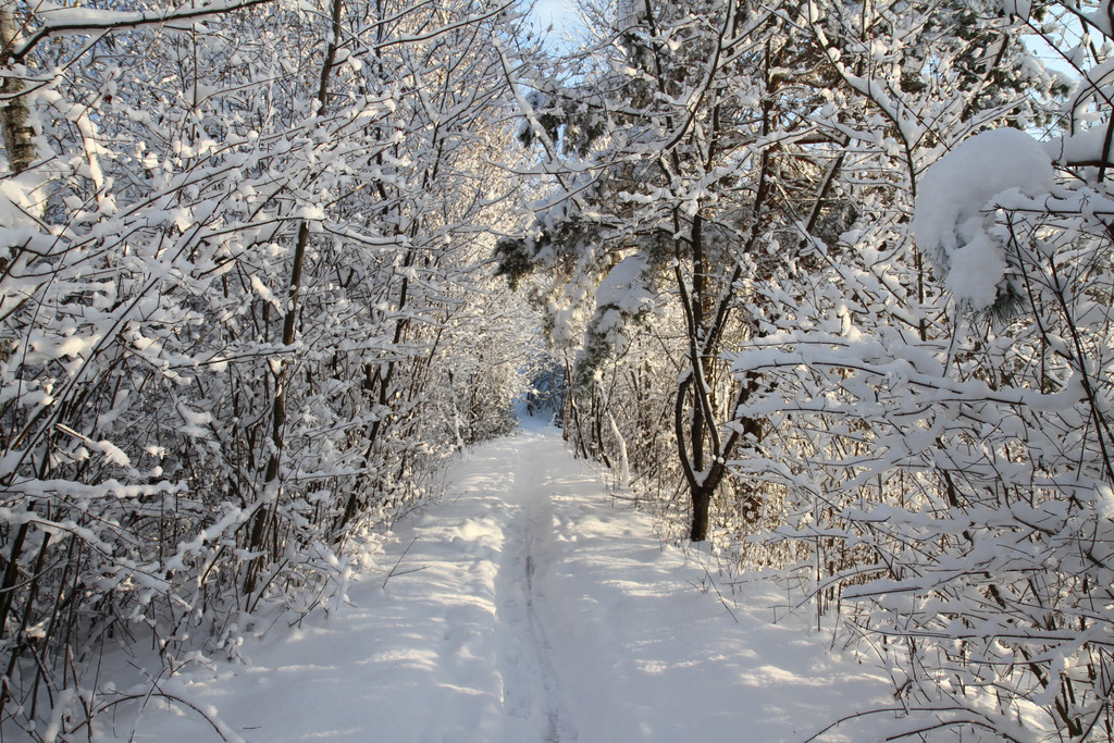 AlterRhein_2012-12-12 _8__JPG-1355346682