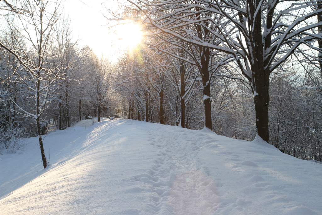 AlterRhein_2012-12-12 _9__JPG-1355346717