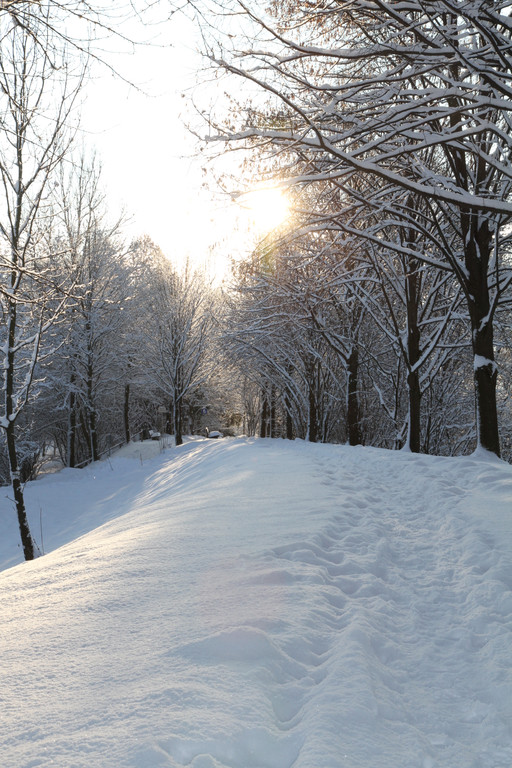 AlterRhein_2012-12-12 _10__JPG-1355346755