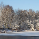 AlterRhein_2012-12-12 _11__JPG-1355346796