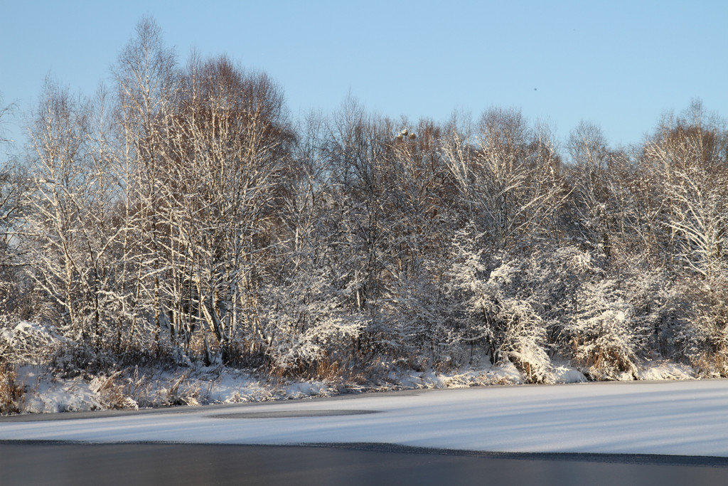 AlterRhein_2012-12-12 _11__JPG-1355346796