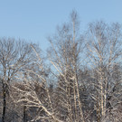 AlterRhein_2012-12-12 _12__JPG-1355346833