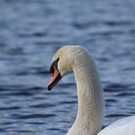 AlterRhein_2012-12-12 _13__JPG-1355346850