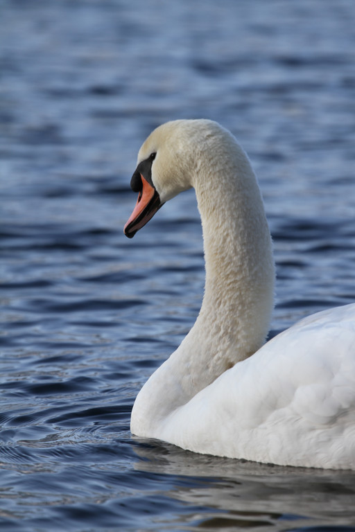 AlterRhein_2012-12-12 _13__JPG-1355346850
