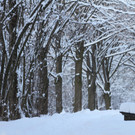 AlterRhein_2012-12-12 _14__JPG-1355346875