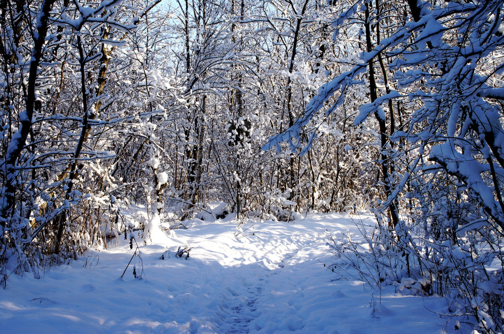 DSC00745_JPG-1355348940