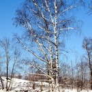 DSC00749_JPG-1355348986