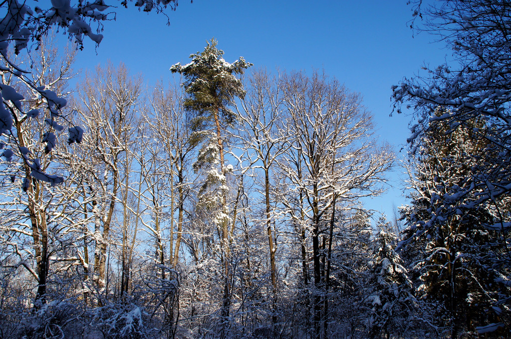 DSC00753_JPG-1355349054