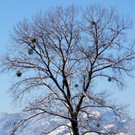 DSC00758_JPG-1355349115