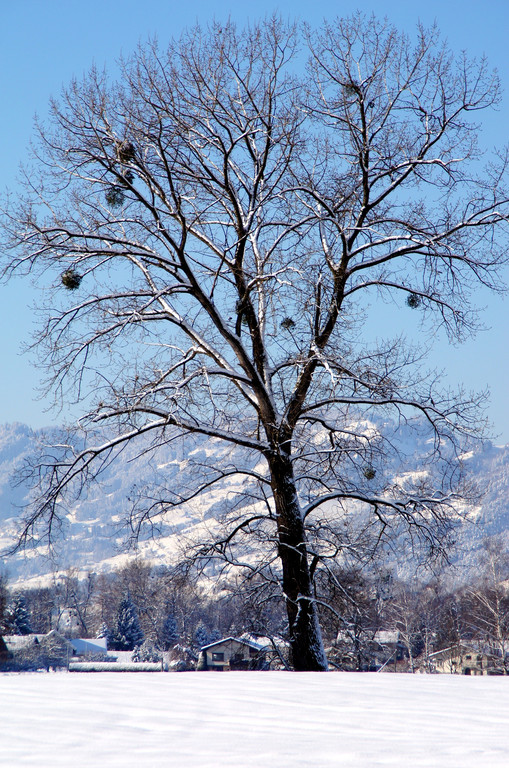 DSC00758_JPG-1355349115