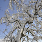 _DSC7512.jpg