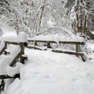 _c_ Gerhard Scopoli - Schnee Latschau - 193.jpg
