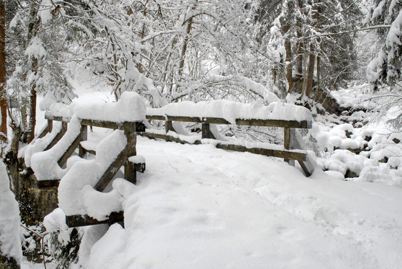_c_ Gerhard Scopoli - Schnee Latschau - 193.jpg