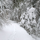 _c_ Gerhard Scopoli - Schnee Latschau - 245.jpg