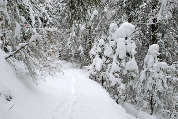 _c_ Gerhard Scopoli - Schnee Latschau - 245.jpg