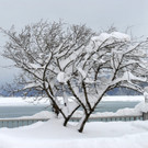 _c_ Gerhard Scopoli - Schnee Latschau - 002.jpg