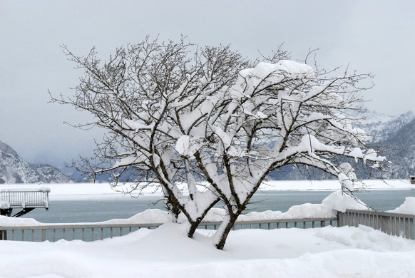 _c_ Gerhard Scopoli - Schnee Latschau - 002.jpg