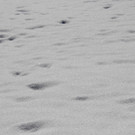 Sch9_JPG-1355417814