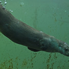 Fischotter im Schnee