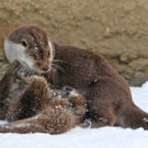 ZooSBG_Fischotter_Schnee2.jpg