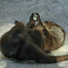 ZooSBG_Fischotter_Schneeball.jpg