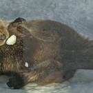 ZooSBG_Fischotter_Schneeball3.jpg