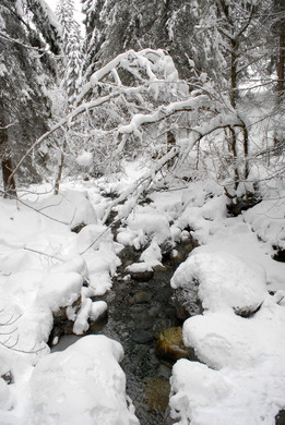 _c_ Gerhard Scopoli - Schnee Latschau - 204.jpg