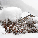 _c_ Gerhard Scopoli - Schnee Latschau - 212.jpg