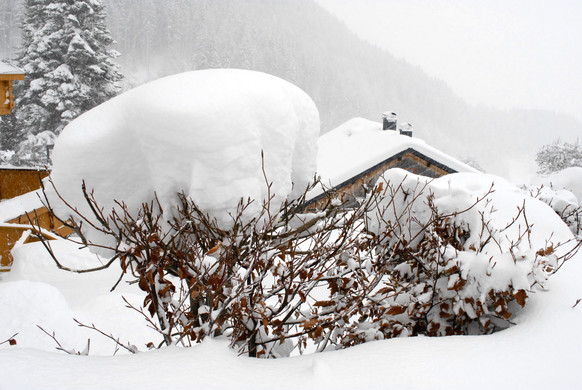 _c_ Gerhard Scopoli - Schnee Latschau - 212.jpg