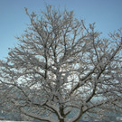 Winterfotos 005.JPG