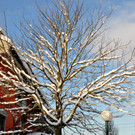 Winter in Altach