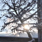 Winterbilder Altach 015.JPG