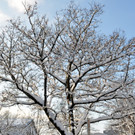 Winterbilder Altach 016.JPG
