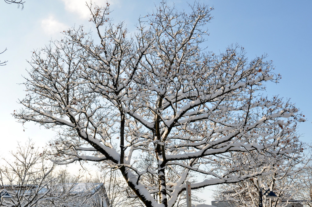Winterbilder Altach 016.JPG