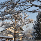 Winterbilder Altach 044.JPG