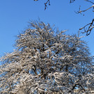Winterbilder Altach 046.JPG