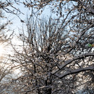 Winterbilder Altach 053.JPG